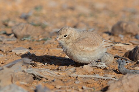 Bar-tailed lark (Ammomanes cinctura) at Jebil national park