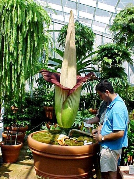 Amorphophallus titanum has the world's largest unbranched  inflorescence. Photo of the plant in bloom in 2000 at Fairchild Tropical Botanic Garden in Miami, FL.
