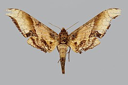 Amplypterus mansoni
