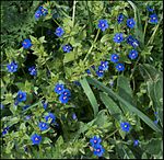 Anagallis arvensis, Israel