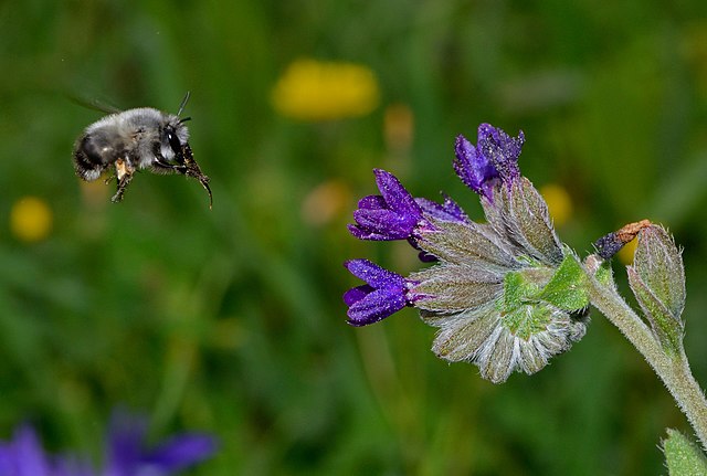 Пчела из рода Anthophora садится на цветок воловика волнистого (Anchusa undulata)