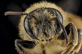 Andrena braccata