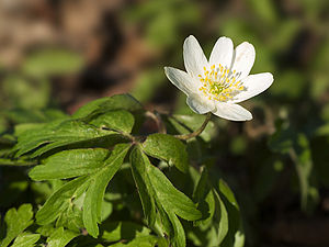 Træanemone (Anemone nemorosa)