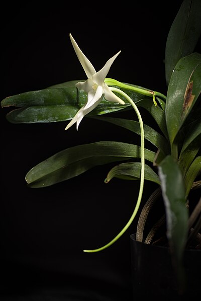 File:Angraecum sesquipedale Thouars, Hist. Orchid. 66 (1822) (45523703575).jpg