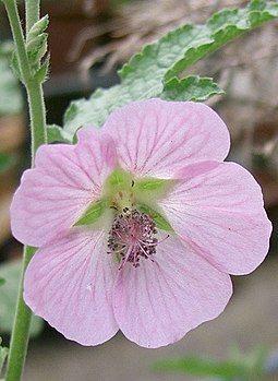 Flower close-up Anisodontea capensis2.jpg