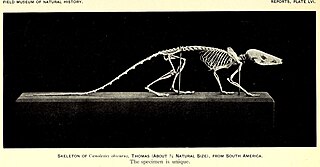 <span class="mw-page-title-main">Northern caenolestid</span> Species of marsupial