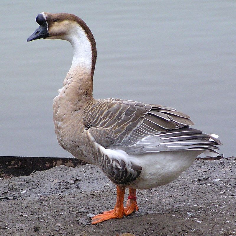 Chinese goose - Wikipedia