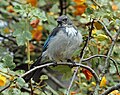 Western Scrub Jay, San Francisco, CA