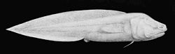 Hyytelöbrotula (Aphyonus gelatinosus)