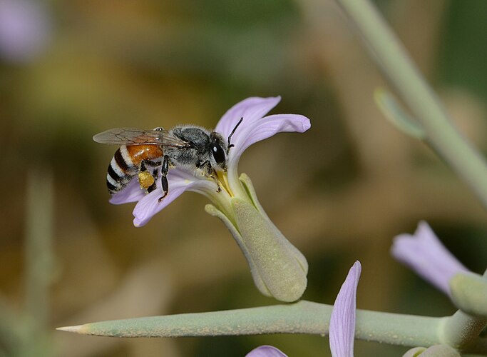 Карликовая медоносная пчела Apis florea собирает нектар с цветка Zilla spinosa, Эйлатские горы, Израиль