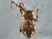 Apollophanes margareta 1.jpg