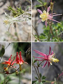 Examples of hybrid flowers from hybrid swarms of Aquilegia pubescens and Aquilegia formosa Aquilegia pubescens-formosa hybrid-swarm flowers close.jpg