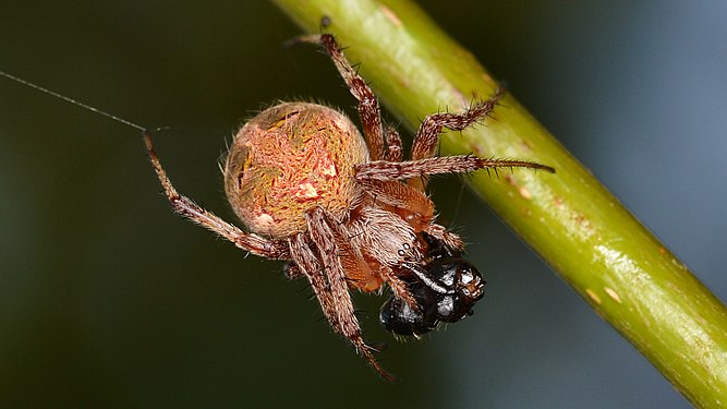 Arabesque Orbweaver (Neoscona arabesca)