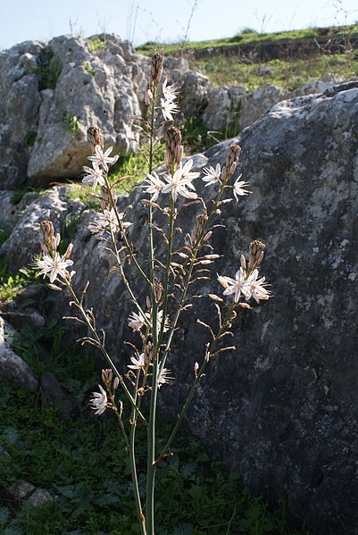 File:Arbel and Lake Galileo (5890438859).jpg