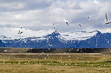 Terns in flight in southern Iceland