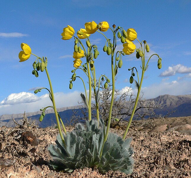 File:Arctomecon californica 3.jpg