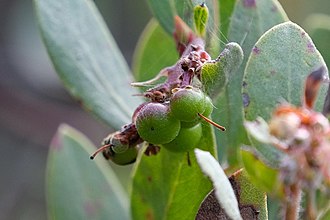 Fruiting Arctostaphylos glandulosa crassifolia 120150855.jpg