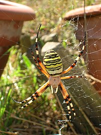 Argiope frelon (Argiope bruennichi). (définition réelle 1 712 × 2 288)