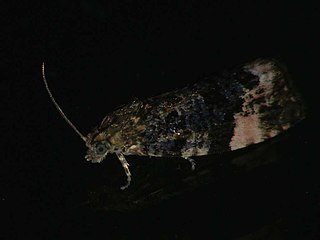 <i>Argyroploce roseomaculana</i> Species of moth