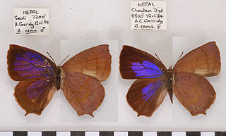 <i>Arhopala rama</i> Species of butterfly