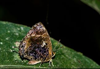 Arhopala abseus Garohills Meghalaya.jpg