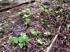 急傾斜の岩礫地での生育状況。