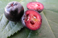 Gros plan sur les fruits de Aronia melanocarpa