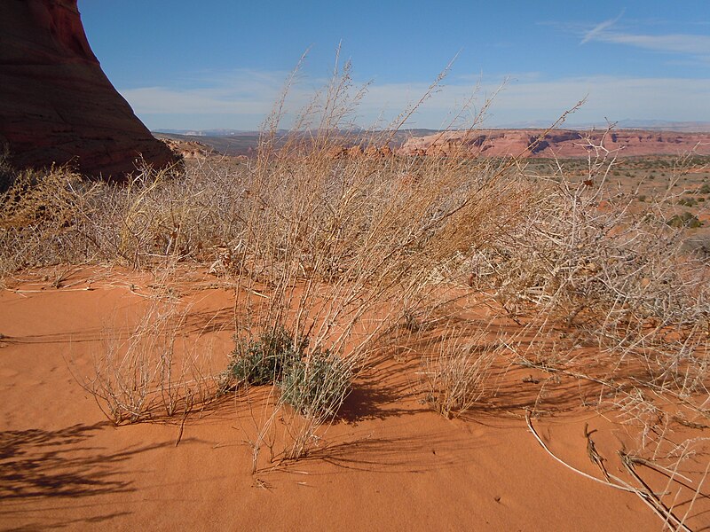 File:Artemisia campestris — Matt Lavin 004.jpg