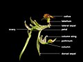 Arthrochilus latipes Flower diagram