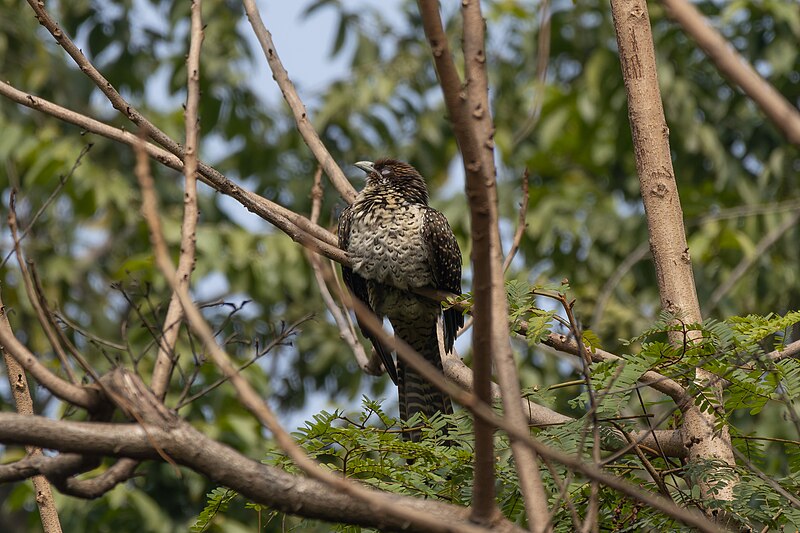 File:Asian koel 04.jpg