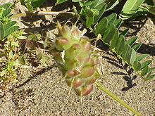 Cicer milkvetch; infructescence Astragalus cicer0.jpg