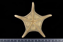 File:Astroceramus kintana (MNHN-IE-2013-17170) 03.jpg (Category:Echinodermata in the Muséum national d'histoire naturelle)