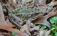 Atlantic-pantai-leopard-katak.png