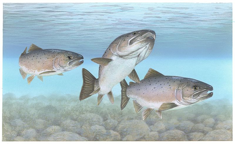 File:Atlantic salmon Atlantic fish.jpg