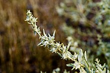 Photograph of a small branch of the plant