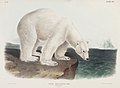 Audubon polar-bear.jpg