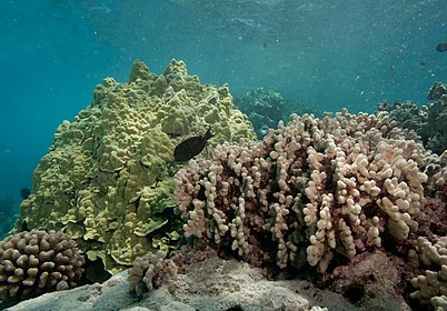 Coral near Shark Island, 2011. From left to right: cauliflower coral (Pocillopora meandrina), lobe coral (Porites lobata), and finger coral (Porites compressa).