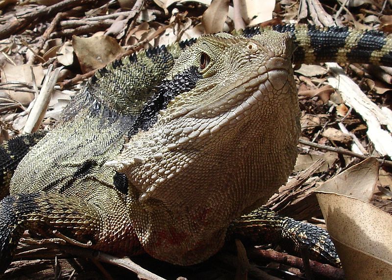 File:Australian Water Dragon (Physignathus lesueurii) (6161261067).jpg