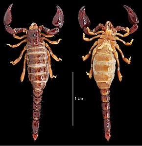 Descrierea imaginii Aettantepuia aluku (10.3897-zookeys.764.25108) Figura 15.jpg.