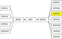 BPIFB3 is a member of the BPI-fold gene family and the BPI/LBP/PLUN protein superfamily BPIFfamily-BPIFB3.png