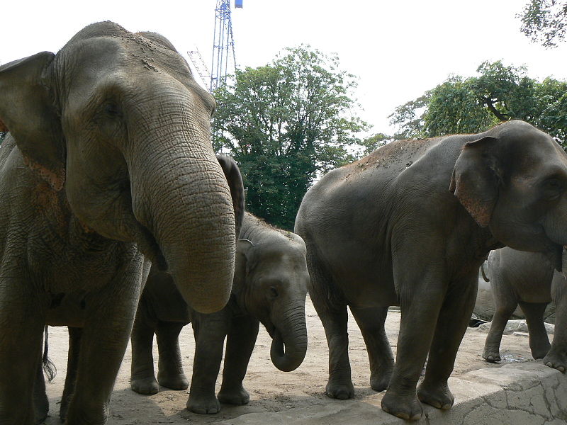 File:Baby Elephas maximus zoo hamburg.JPG