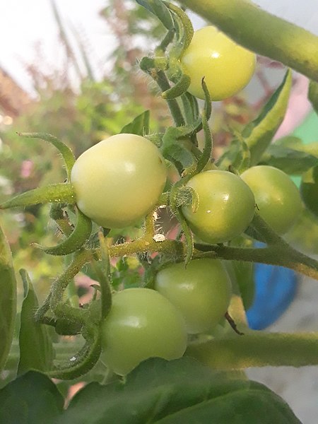 File:Baby tomato.jpg