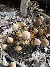 Balanophora mushrooms