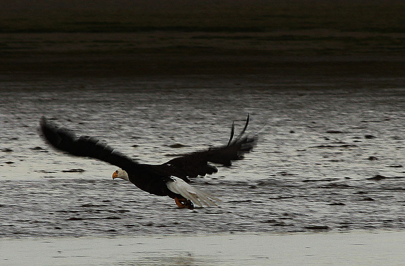 File:Bald Eagle (9317018012).jpg