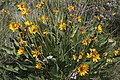 Balsamorhiza sagittata