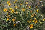 Vignette pour Balsamorhiza sagittata