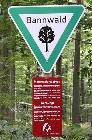 Bannwald, a protected forest, Germany