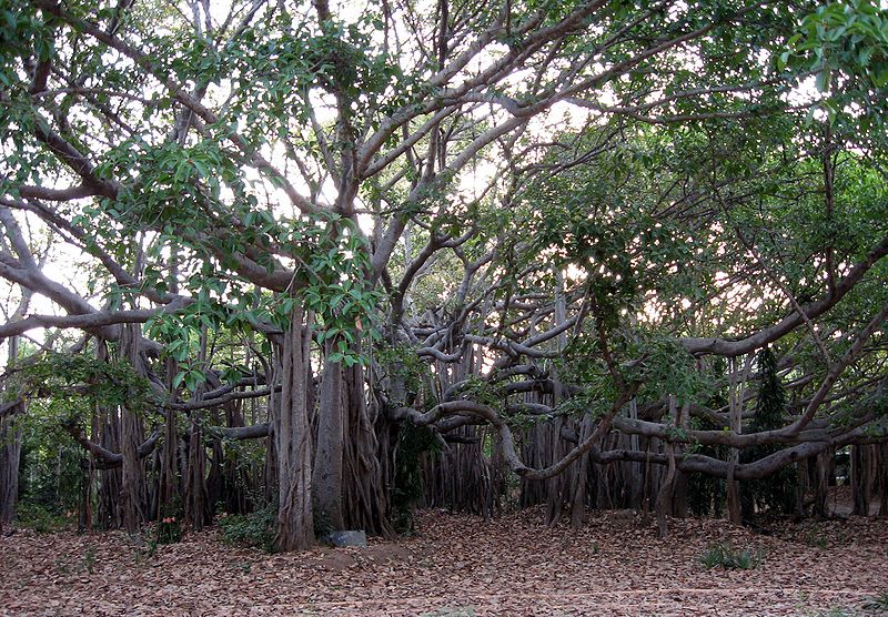 File:Banyan Tree at IITMadras1.JPG