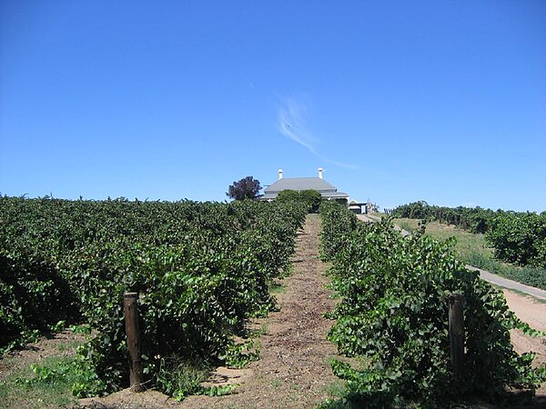 Wine grape vines in the Barossa Valley