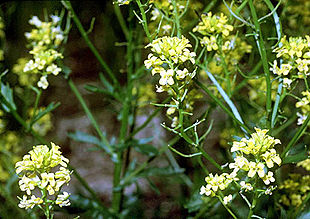 Almindelig Vinterkarse (Barbarea vulgaris).